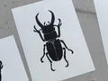 Stag Beetle